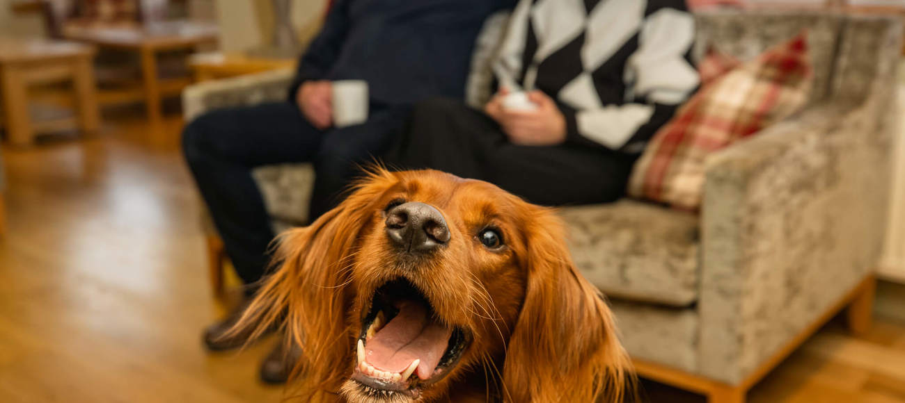 Dog Friendly Walks Dog Friendly Walks