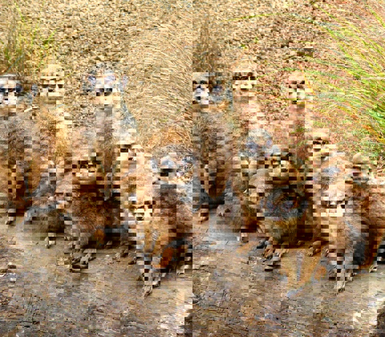 Edinburgh Zoo Edinburgh Zoo