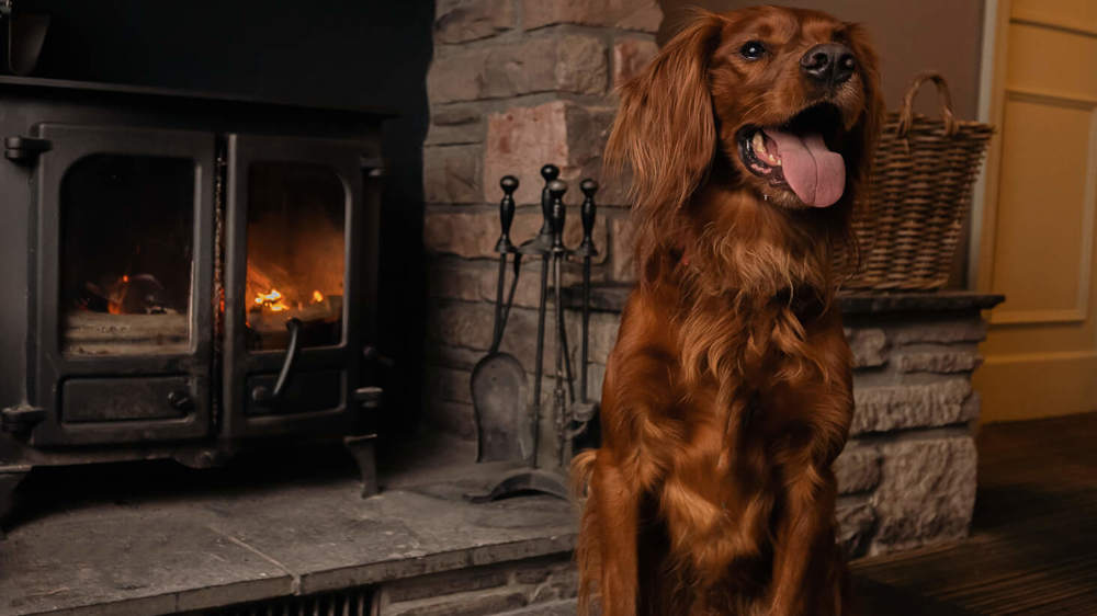 Dog Friendly Walks Scottish Highlands Dog Friendly Walks Scottish Highlands