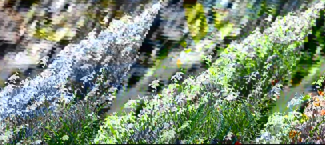 Scottish Snowdrop Festival Scottish Snowdrop Festival