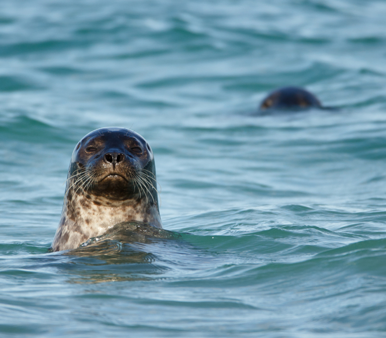 Wild Glencoe Wild Glencoe